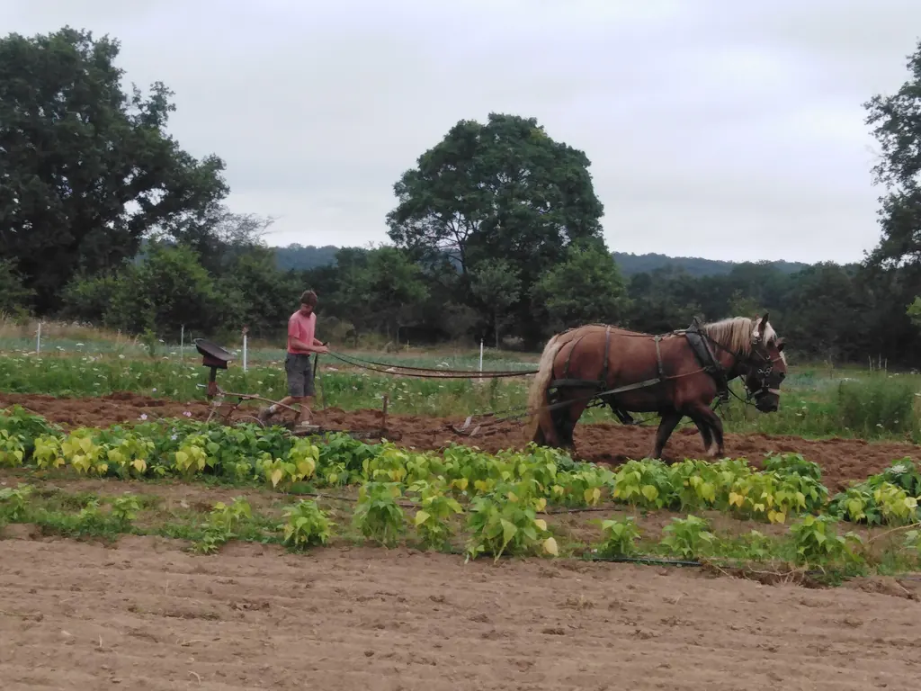 Une jument comtoise laboure entre les rangs de légumes