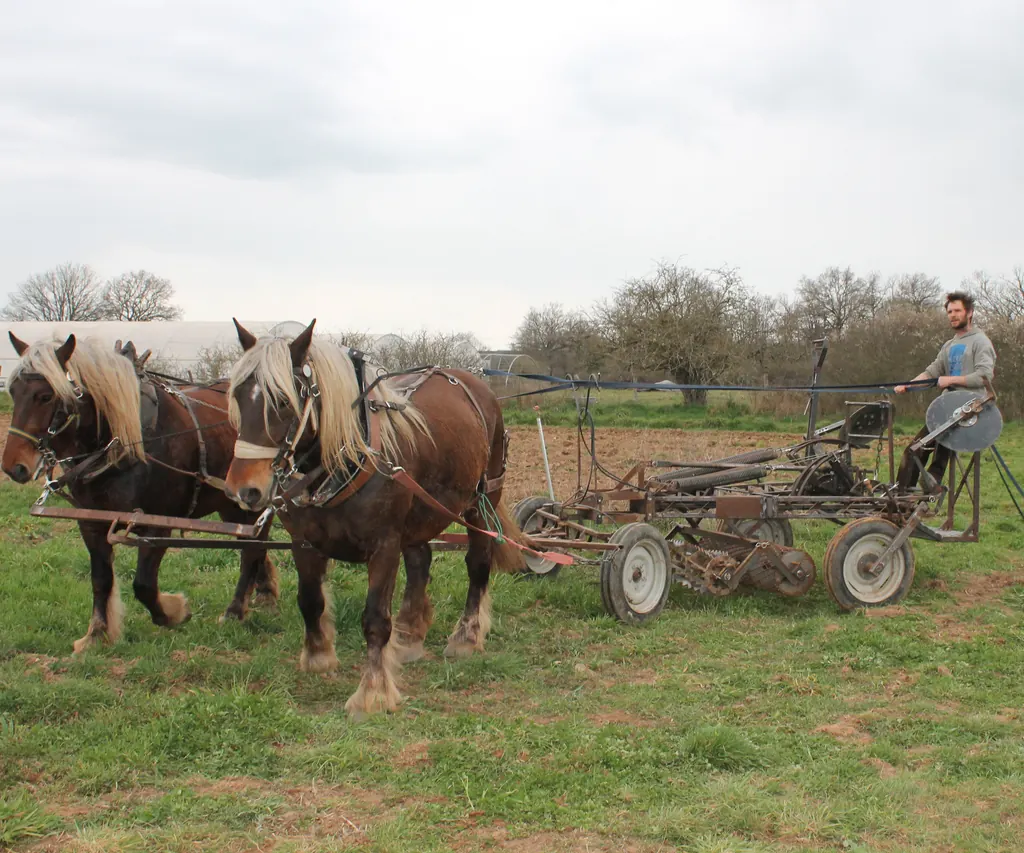 Deux juments comtoises attelées, au travail dans un champ de la ferme