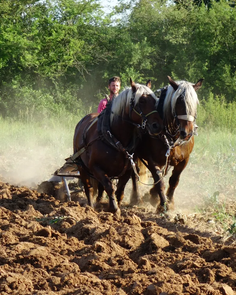 Deux juments comtoises labourent la terre