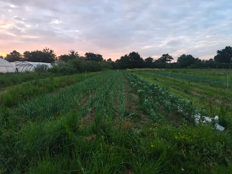 Cultures en plein champ au crépuscule, avec les serres à l’arrière-plan