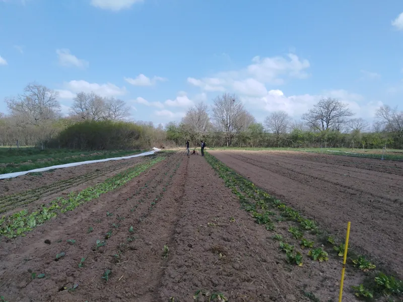Cultures de légumes en plein champ au printemps