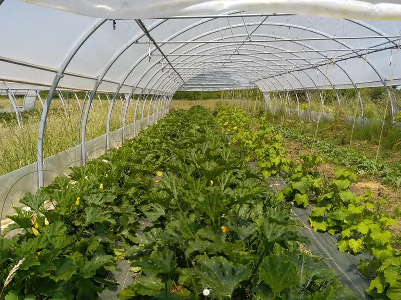 Intérieur d’une serre : rangs de courgettes